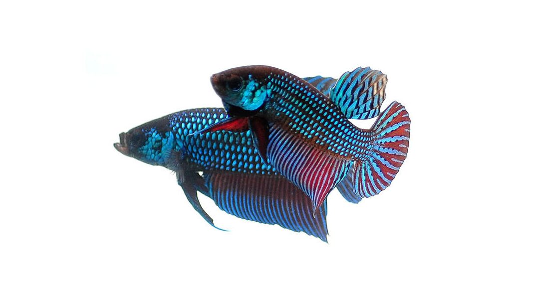 Fighting Betta Splendens: Cruel Or Entertaining?