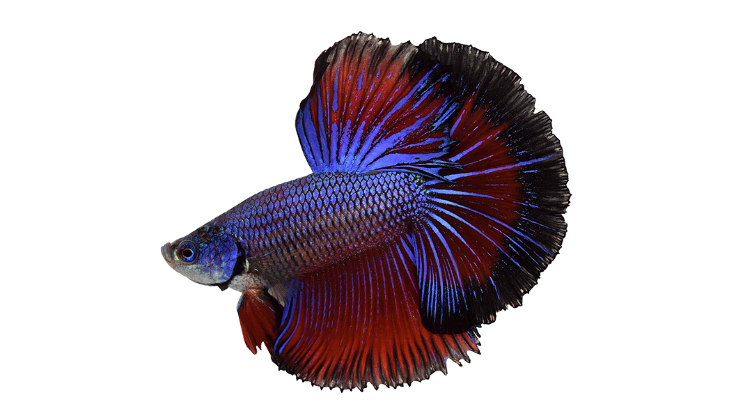How To Set Up Your First Betta Fish Tank (Infographic)