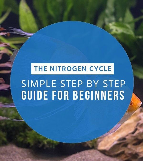 The Nitrogen Cycle: Simple Step By Step Guide For Beginners