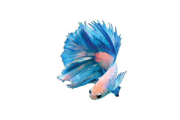 Betta Care Sheet