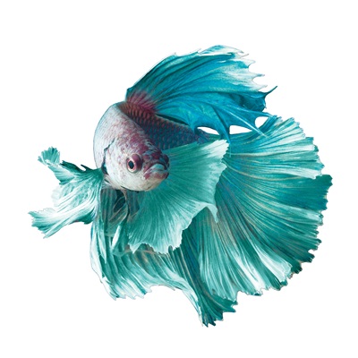 The Fascinating Origin of Betta Fish and Other Fun Betta Facts