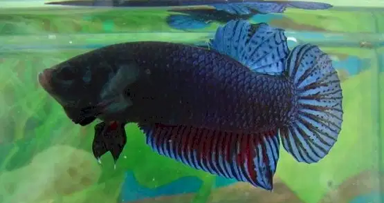 Everything You Need to Know About Betta Fish