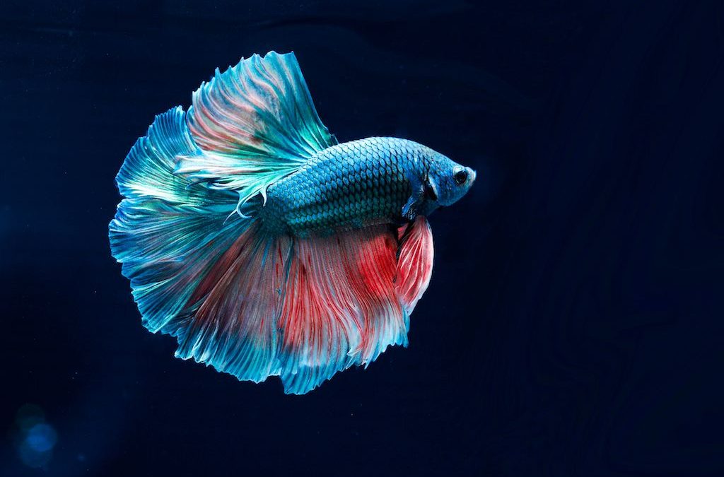 Betta Fish: The Dazzling Siamese Fighting Fish