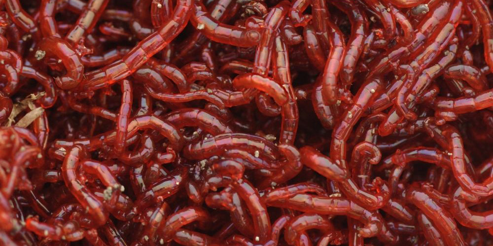 Proper Bloodworms Usage for Fishing