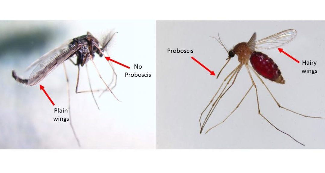 Key Differences Between Midges And Mosquitoes