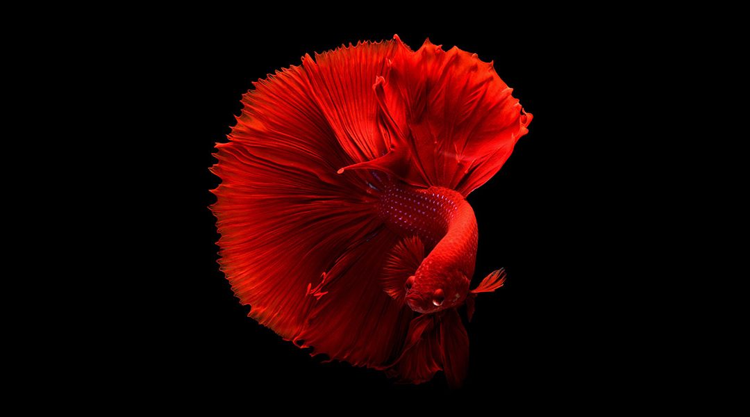 Siamese Fighting Fish