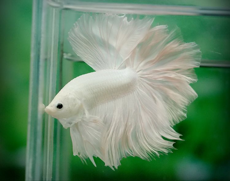 12 types of betta fish
