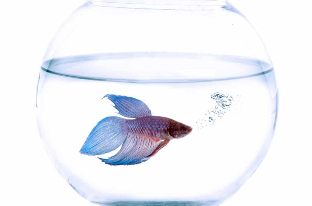 Do Betta Fish Distinguish Colours?