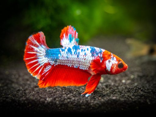 14 Types Of Betta Tails In The World