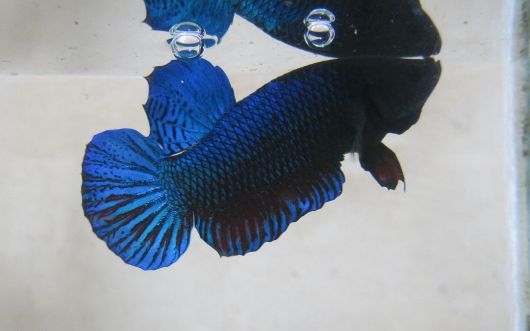 Perfect Training Programme For Betta Fighters (By Kunu Thongpaphumi)